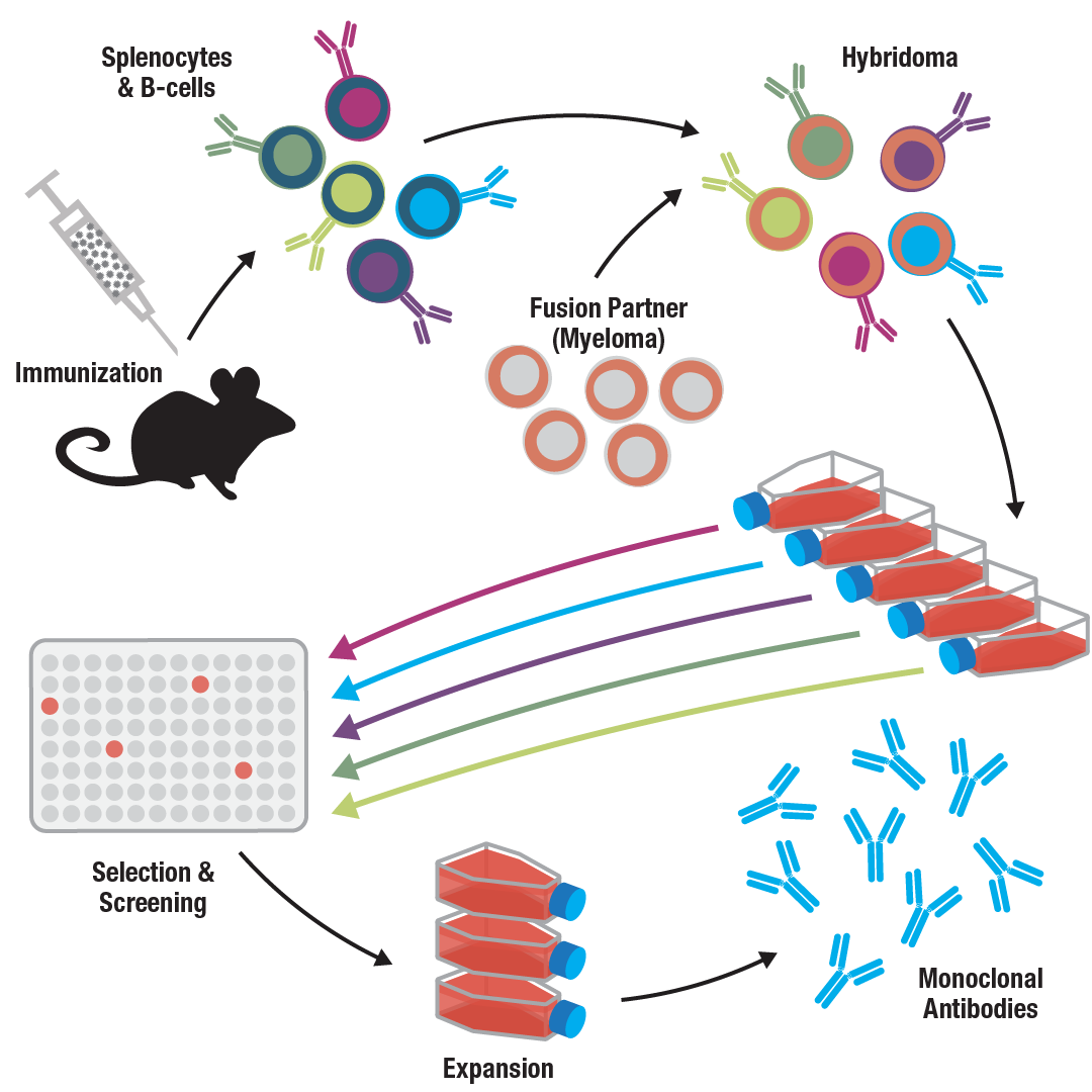 Antibody Essentials Part 4: Polyclonal Vs Monoclonal Antibodies